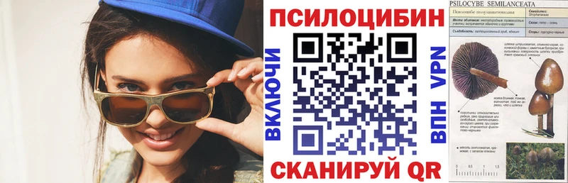 Галлюциногенные грибы Psilocybe Рудня